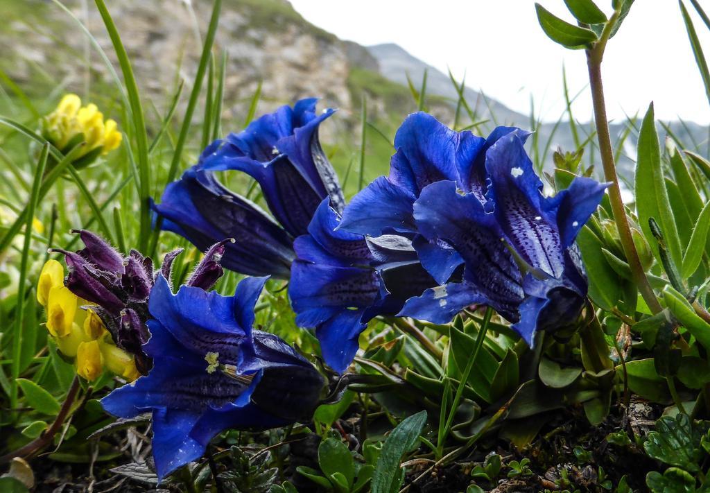 Landhaus Alpenrose - Feriendomizile Pichler Heiligenblut Exteriér fotografie