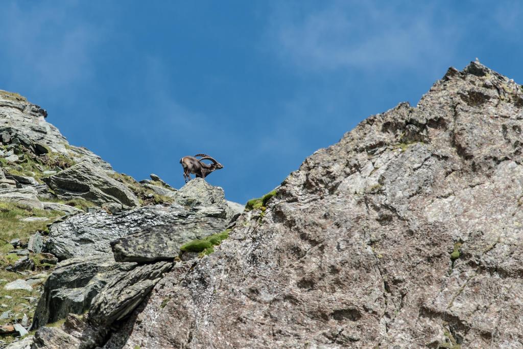 Landhaus Alpenrose - Feriendomizile Pichler Heiligenblut Exteriér fotografie